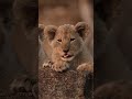 Lion Cubs Playing Innocently – But Can They Survive the Mara?