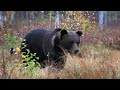 wild bears in autumn kainuu finland 4k nature wildlife video