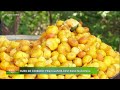 agro record ouro do cerrado pequi ganha destaque nacional