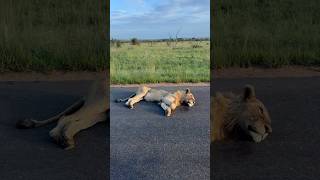 Driving Through A Lion Roadblock In Kruger Park South Africa