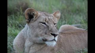 Rhino vs Lion Fight   Most Amazing Wild Animal Attacks HD