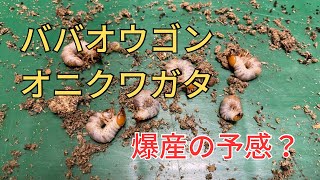 ババオウゴンオニクワガタ　割り出し