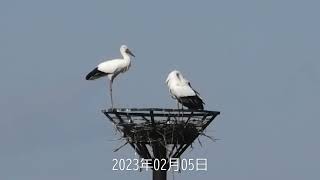 渡良瀬遊水地 ｺｳﾉﾄﾘ カズと誰？ 求愛行動 ❣