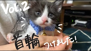 【vol.2】初めて首輪をつけた子猫！そっくりの母猫初登場！