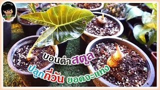 Update planting Alocasia Black Satun, how many days to plant, How to grow and care Alocasia Satun