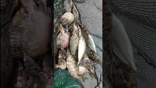 Rabbit Fish Harvest #fish #shorts