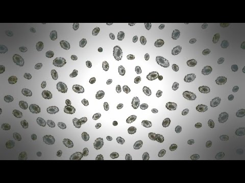 Has any bacteria been found in space?