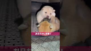 犬舎時代の妹柴が破壊級のかわいさでした　#shorts