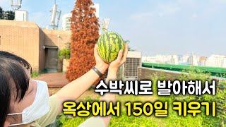 수박씨로 발아해서 옥상에서 150일 키우기