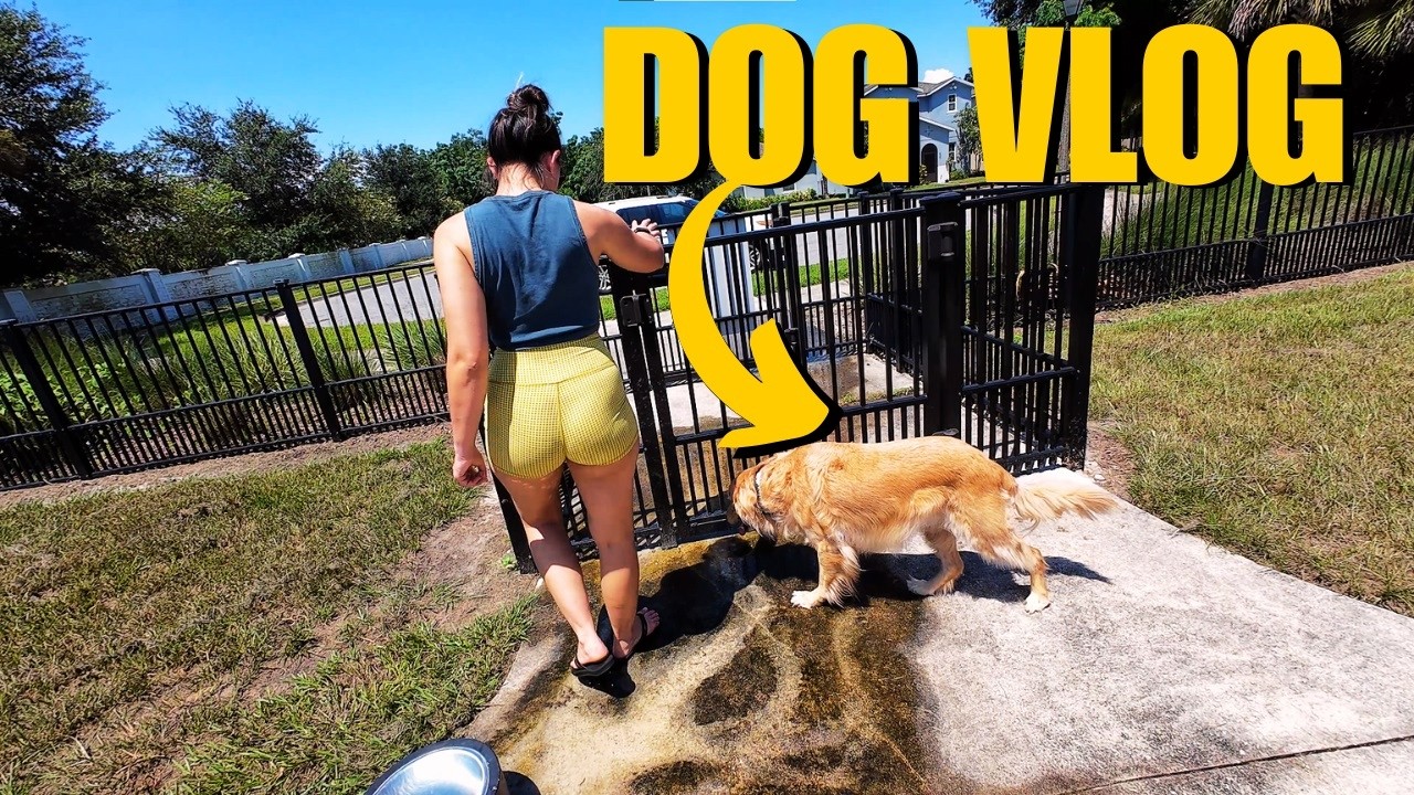 Dog Vlog Dog Park Youtube