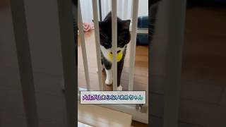 元野良猫の犬化が止まらなくなってきてかわいすぎる！！