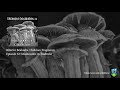 folklore fragments podcast ep32 mushrooms in tradition