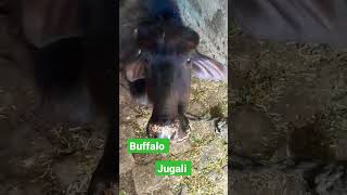 #buffalo jugali# short video#