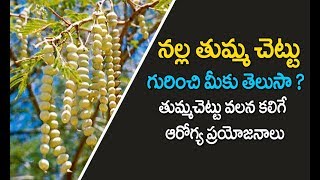 నల్ల తుమ్మ చెట్టు | Tumma chettu in telugu | thumma chettu uses in telugu | Nalla Tumma chettu