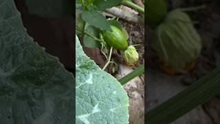 என் வீட்டு முற்றத்தில் பூசணி மகசூல் கொடுக்க ஆரம்பிக்கிறது | pumpkin in backyard start giving yield