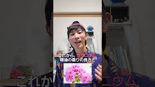 ゼラニウム精油のスピリチュアル的な側面と作用や効果の側面のお話🌺　#ゼラニウム　#ゼラニウム精油　#アロマ薬剤師 #アロマセラピー #アロマ #香りのある生活 　#香りのある暮らし