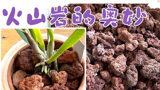 September 15, 2023让卡特兰火速发根的神物。哪里能买到高质量的火山岩 Growing Cattleya in Red Lava Rock