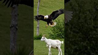 Good eagle #shorts #animals