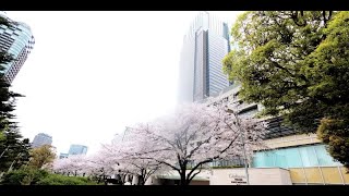 【4K散歩動画】Cherry blossom viewing walk　2024.4　東京ミッドタウン YI4＋で撮影４K60p