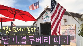 [미국일상 VLOG] 캘리포니아 딸기,블루베리농장 다녀왔어요 / 딸기피킹 / strawberry picking / 미국 코로나일상 / 미국일상