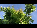 Persian Ironwood (Parrotia persica)