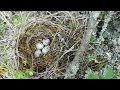 new nest i need help with the identification of this one my guess is yellowhammer