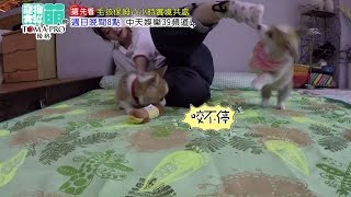 2016.05.01《寵物大聯萌》搶先看　好動幼犬寶寶們　女神甘心淪傭人擦地