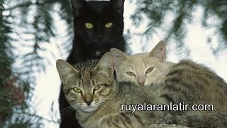 Rüyada Kedi Görmek Cübbeli Ahmet Hoca