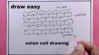 how to draw onion cell easy way