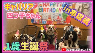 キャバリア四つ子ちゃん1歳生誕祭in串銀蔵