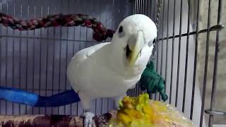 ソロモンオウムたろちゃん　カボチャを待ってる間のひとり言 91  Talking Cockatoo