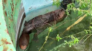 釧路市動物園のアメリカビーバーの様子【A scene of American beaver at Kushiro City Zoo】