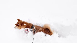 ギリギリ顔だけ出るほどの雪の中でも頑張って進む柴犬