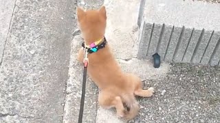 The first walk was too cute | Japanese Shiba Inu