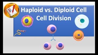 Haploid vs Diploid cell and Cell division