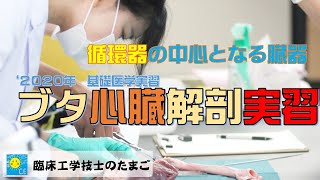 臨床工学技士のたまご～基礎医学実習（ブタの心臓解剖2020）