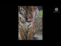 angry tigers roar compliation.