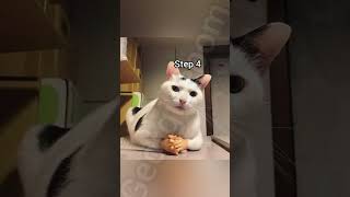 How to eat tutorial #georgieebom #cat #funny #fyp #memes