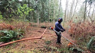 Mowing Down THICK FOREST of BRAMBLE!