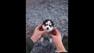Micro Husky Puppy ''Real''' (Video used by scammers to sell lookalike toys!