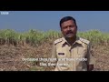 leopards v farmers in india s sugarcane fields bbc news