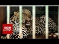 Leopards v farmers in India's sugarcane fields - BBC News