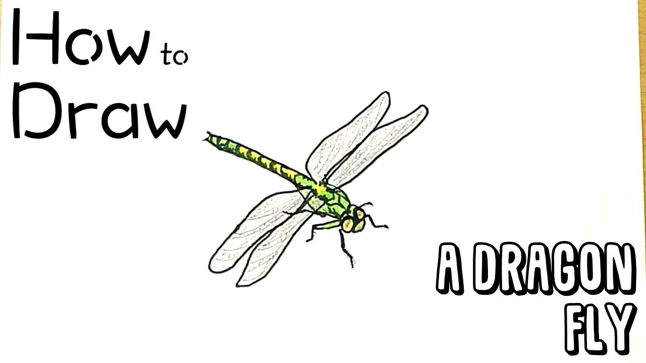 How To Draw A Dragonfly Flying
