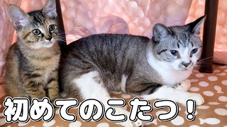 肌寒くなってきたので子猫たちのために初めての猫用こたつを用意するとこうなりました！