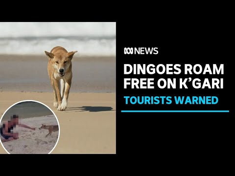 Rangers Say K'gari (Fraser Island) Dingoes Are Losing Fear Of Humans ...