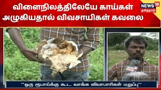 Perambalur | தொடர் மழையால் வெள்ளை பூசணி, பரங்கி காய்கள் அழுகின - விவசாயிகள் கவலை