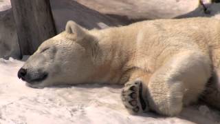 デナリにアプローチする？キャンディ~ Polar Bears