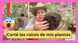 Le corte las raíces a mis plantas 😱 y esto es lo qué pasó!