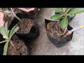 how to propagate kalachuchi from cuttings adenium from cuttings desert rose from cuttings