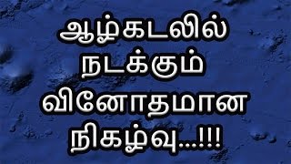 ஆழ்கடலில் நடக்கும் வினோதமான நிகழ்வு...!!! | 5 Min videos